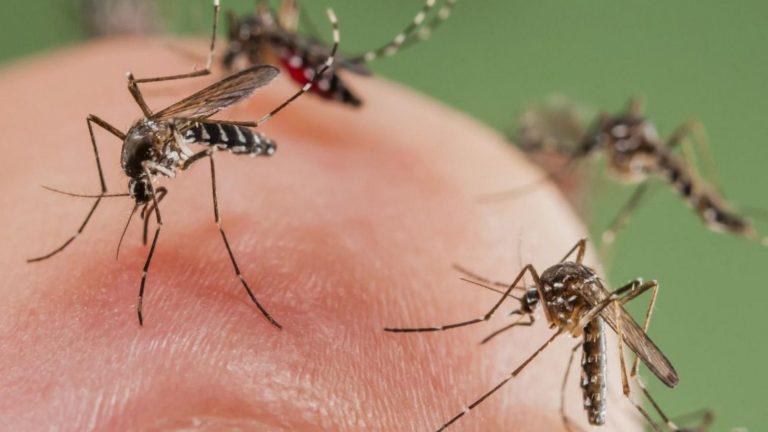 Automedicación en casos de dengue podría ocasionar sangrado y agravantes, advierte Salud Sinaloa
