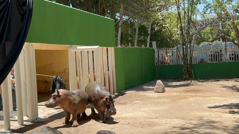 A través de las redes sociales se buscará nombre a los hipopótamos recién llegados al Zoológico de Culiacán.
