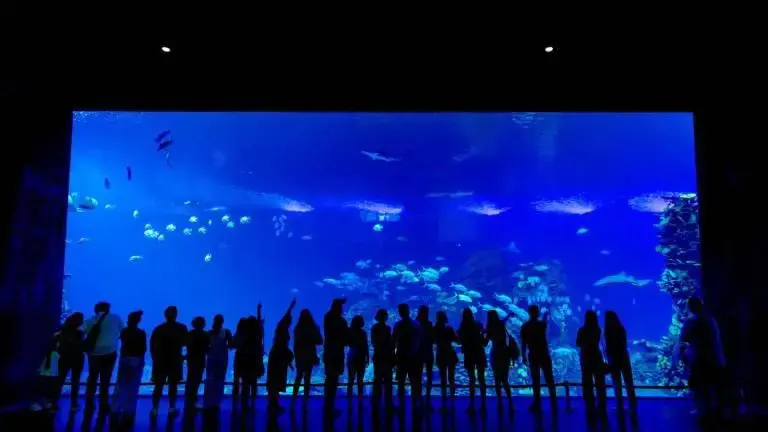 $!Destaca Gran Acuario Mazatlán Mar de Cortés como una de las mejores obras de América