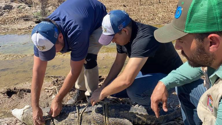 $!Cocodrilos que habían sido rescatados en Culiacán eran reubicados en la Laguna de Chiricahueto, señala Zoológico