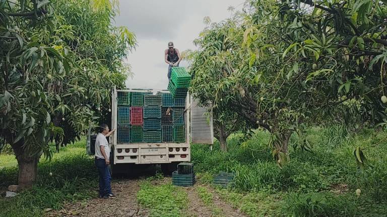 Debido a la sequía este año se tuvo una menor producción en la zona de Rosario.