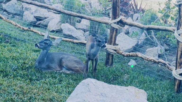 El Venadiario se encuentra en las instalaciones del Gran Acuario de Mazatlán.