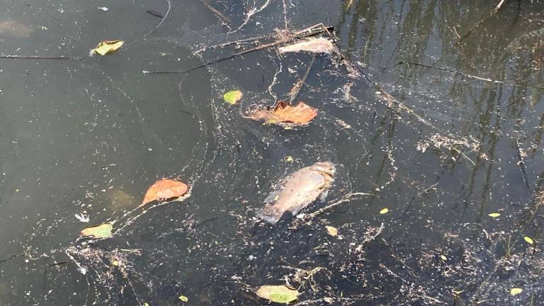 La Jumapam y autoridades municipales tomaron muestras de agua para determinar causas de la contaminación.