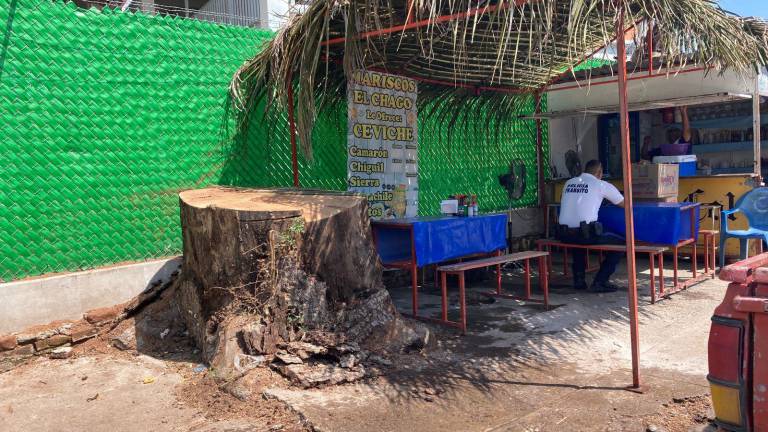 Locatarios de la zona mencionan que el “Ceiba de Villa Unión” ya no tenía vida desde hace dos años y arrojaba muchas ramas, por lo que fue retirado.