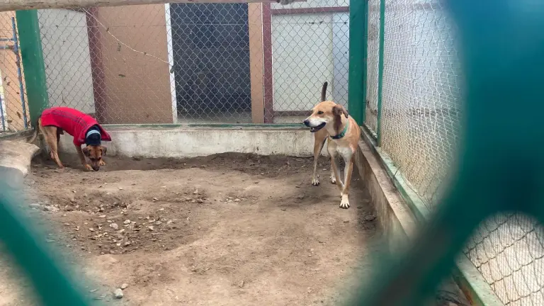 La regidora Mylai Quintero encabeza iniciativas para mejorar las condiciones de vida de perros y gatos en Mazatlán y sancionar el maltrato animal.