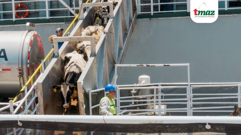 Personal especializado descarga ganado en la Terminal Marítima de Mazatlán, tras la llegada de un buque desde Australia.
