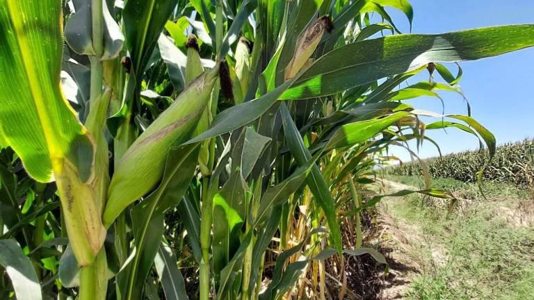 Agricultores se encuentran inconformes con el esquema de comercialización de granos expuesto por el Gobierno de Sinaloa.