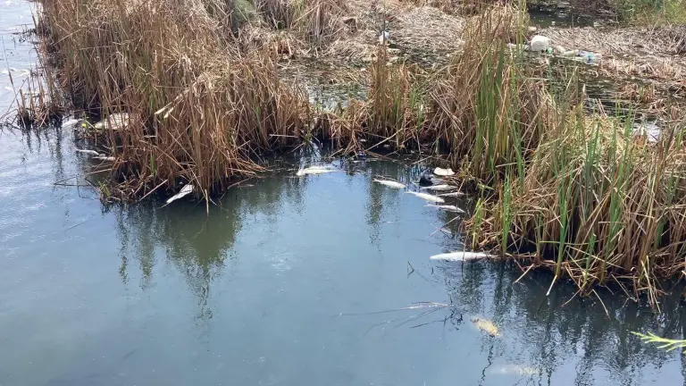 En julio se registró mortandad de peces en la Laguna de Camarón, en Mazatlán.