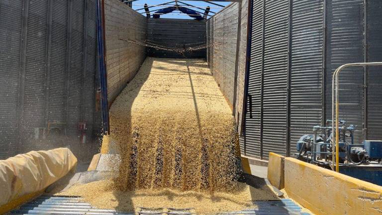 La caída de precios y el desplazamiento del maíz local por grano extranjero agravan la situación de los productores sinaloenses, señalan.