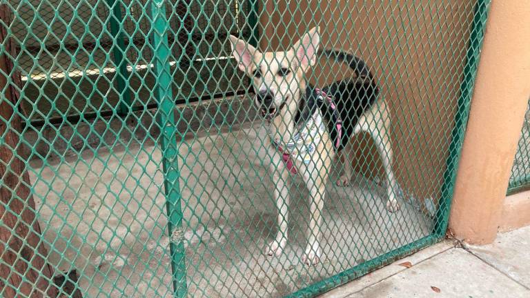 Durante la cuarta edición de la campaña de adopción ‘Huellitas del Bienestar’ en Parque Central, se adoptaron dos perritos y un gato.