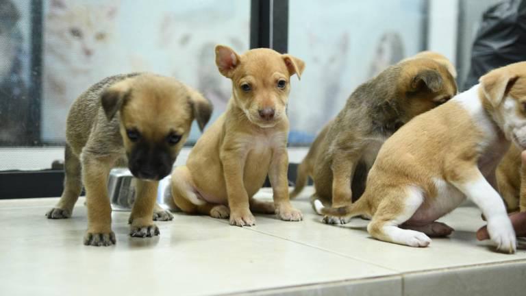 Por lo general las mascotas se ponen mal con la pirotecnia, por lo que los animalitos callejeros podrían tener accidentes.
