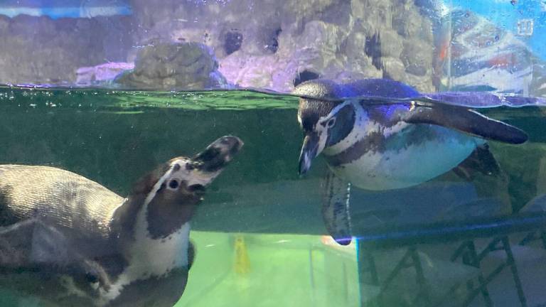 El pequeño pinguino, que aún no tiene un nombre oficial, es hijo de la pingüina Capi y el pingüino Yuno.