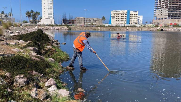 Personal del Ayuntamiento retira el sarzago de la Laguna del Camarón.