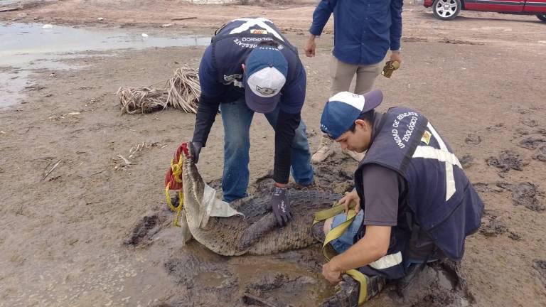 Es común que en la temporada de lluvias las autoridades correspondientes reubiquen a cocodrilos.
