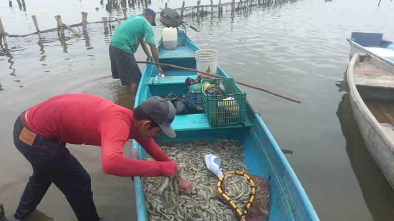 Pescadores de Escuinapa después de una jornada sacando camarón.