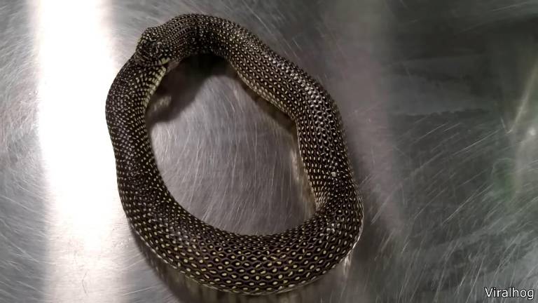 Serpiente que se devora a sí misma.