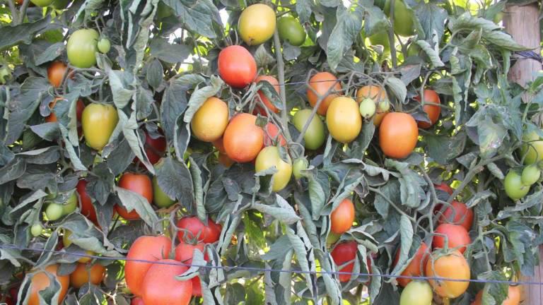 Para este ciclo agrícola, se prevé que muchos productores de hortalizas apuesten por la siembra de maíz.