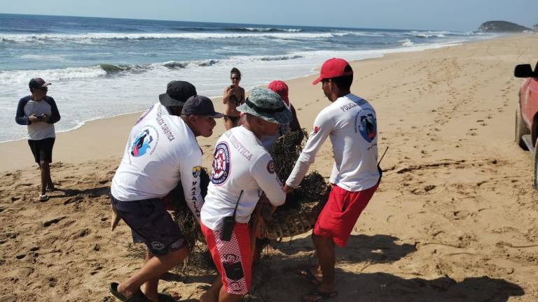 Elementos de la Policía Acuática capturan a cocodrilo en la zona de playa de Cerritos.