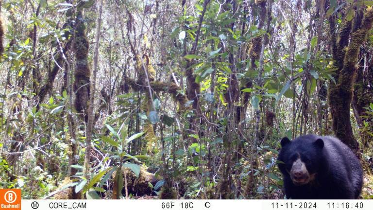 Oso andino detectado por una cámara trampa en Perú.