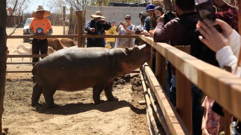 Diez hipopótamos llegarán al Santuario Santuario Ostok en Culiacán.