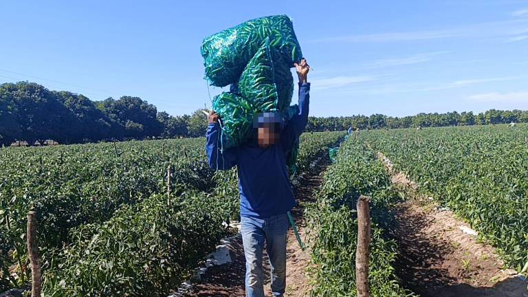 Las empresas agrícolas que violen las normativas laborales, especialmente en el caso del empleo infantil, serían sancionadas en Sinaloa.