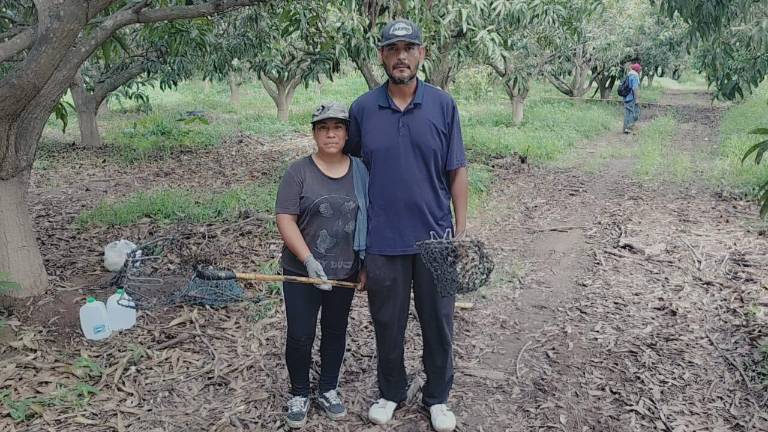 Rosa y Jorge llegan desde Durango a Rosario para participar en el corte de mango.