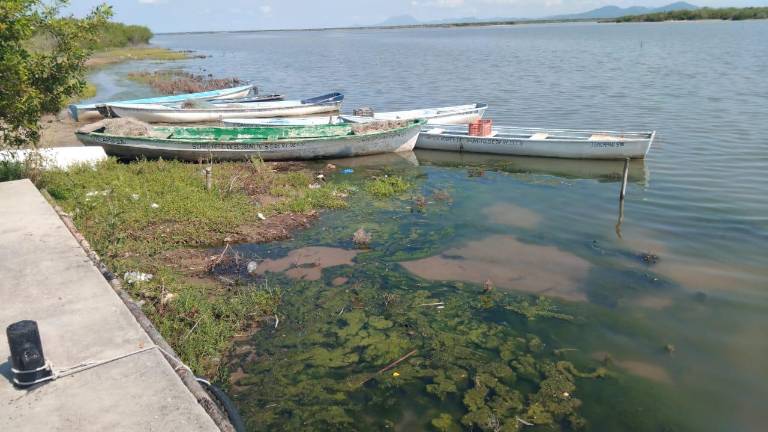 La temporada de capturas de camarón ya inició, pero no en el sistema lagunar Huizache-Caimanero.