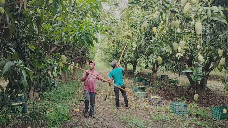 En el sur de Sinaloa ya se puso en marcha el corte de mango.