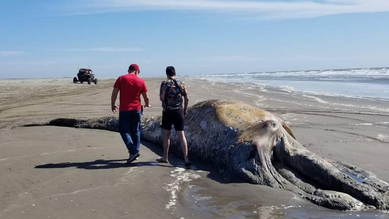 Los restos de una ballena gris salieron a flote después de haber sido enterrada en las playas de El Tambor.