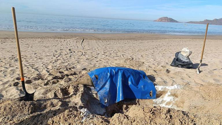 Un lobo marino apareció sin vida el pasado lunes en las playas de Mazatlán.