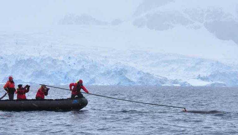 $!Viajes de alto riesgo: ballenas enfrentan cada vez más peligros en sus rutas migratorias