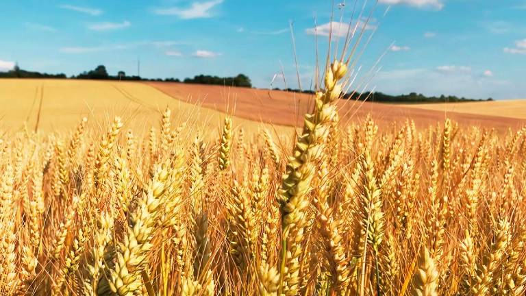 Los precios del maíz y el trigo cerraron con un alza del 2 por ciento.