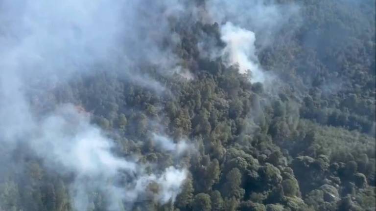 El incendio afectó alrededor de 40 hectáreas del santuario de la mariposa monarca.