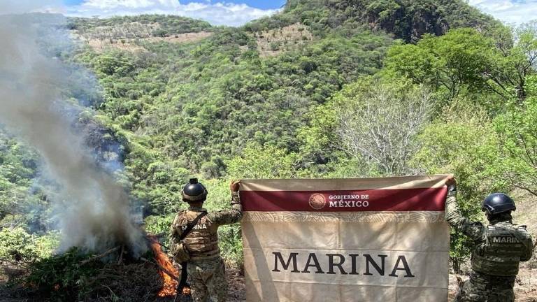 Durante el operativo se localizaron y erradicaron 186 plantíos de amapola, en un área aproximada de 753 mil 475 metros cuadrados.