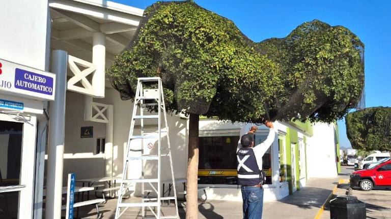 Personal de la Dirección de Ecología y Medio Ambiente liberó a los pájaros atrapados en un árbol en Villa Unión, tras recibir un reporte ciudadano.