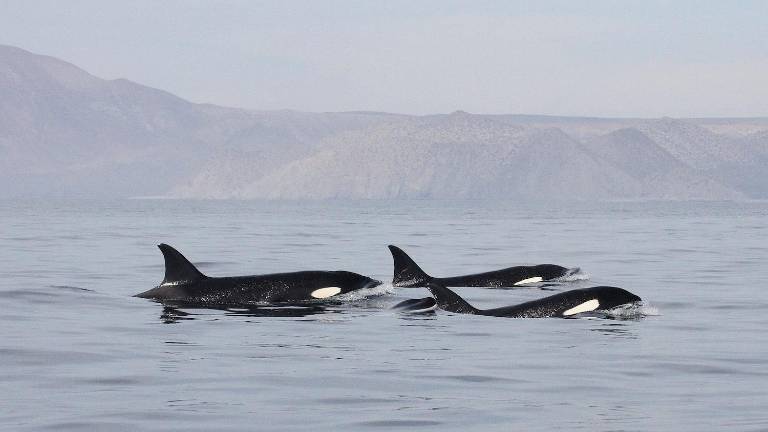 Grupo de orcas en el Golfo de California.
