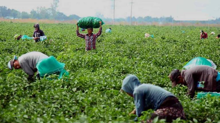 Trabajadores agrícolas en Estados Unidos.