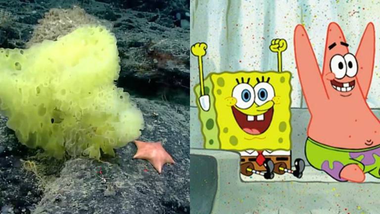 La esponja similar a Bob Esponja pertenece al género Hertwigia.