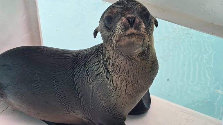 Una cría de lobo marino fue rescatada por personal del Gran Acuario Mazatlán en canales de la Marina.