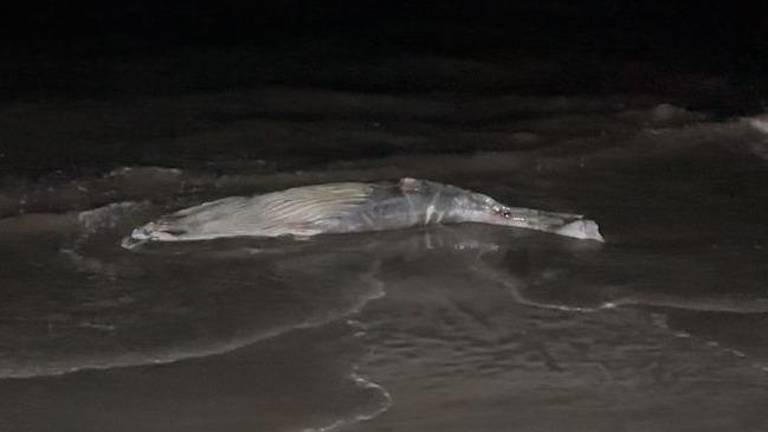 Una pequeña ballena fue hallada sin vida este jueves en la zona de Playa Norte, en Mazatlán.