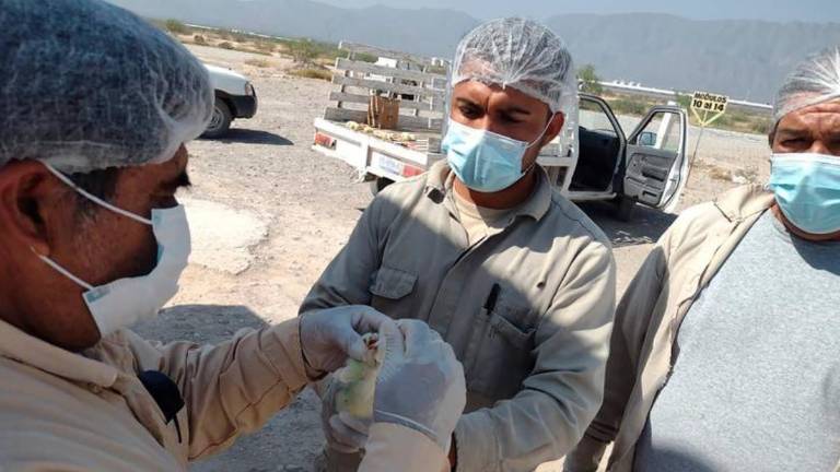 Un grupo de médicos veterinarios especialistas de la Dirección General de Salud Animal (DGSA), confirmaron que un ave migratoria dio positivo al subtipo AH5N1.
