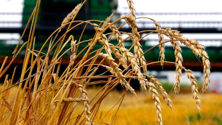 Ante la sequía, los productores de granos en Estados Unidos han tenido un aumento en los costos.