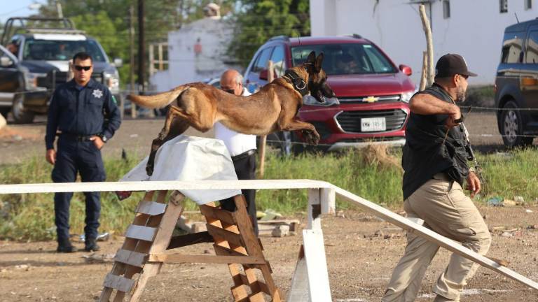 Demostración de la Unidad Canina de la SSPM de Mazatlán.