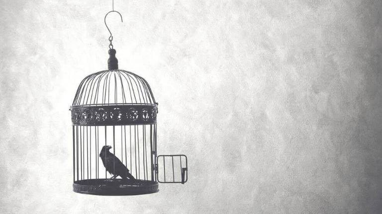 Pájaro en su jaula abierta.