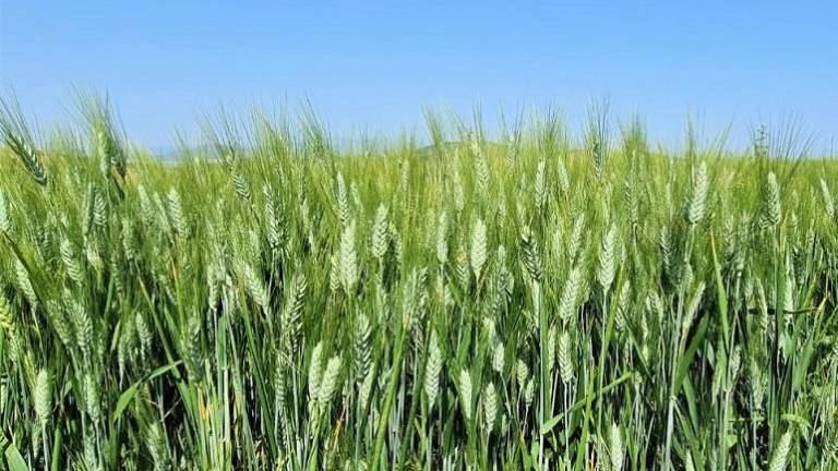 Exentar impuestos a la importación de estos cereales ayudará a la economía de inicio de año, precisó el gobierno.