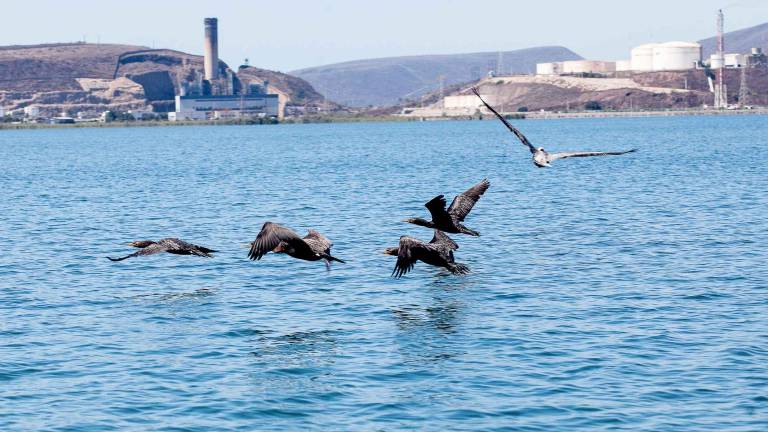 El gigante de amoniaco que se levantará sobre el ecosistema protegido