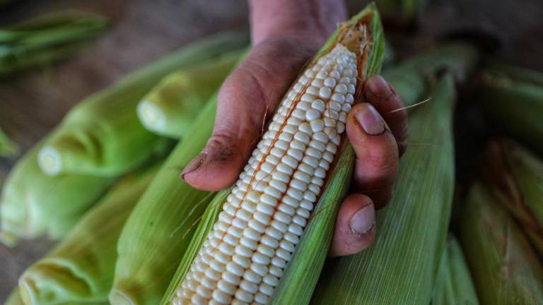 El Pleno de la Cámara de Diputados del Congreso de la Unión aprobó la reforma que prohibiría el cultivo de maíz transgénico en México.