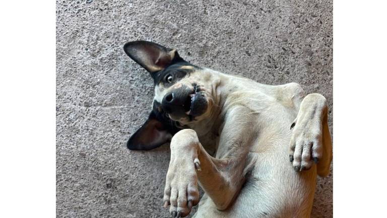 El perrito “Bobby” murió tras ser atacado con un machete en el fraccionamiento Mezquitillo 2, en Culiacán.