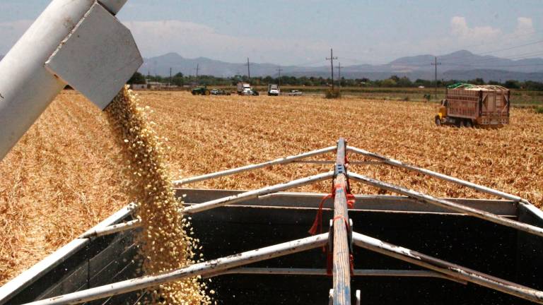 Para México, el USDA ajustó la producción anual en 1 millón de toneladas adicionales para llegar a 24 millones de toneladas.