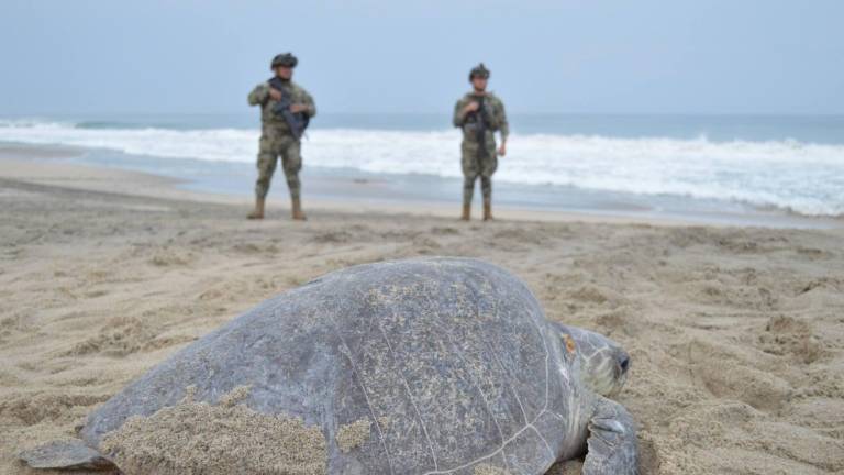 Miles de tortugas golfinas arribaron al Santuario de Playa Escobilla, en Oaxaca, para desovar bajo resguardo de autoridades ambientales y navales.